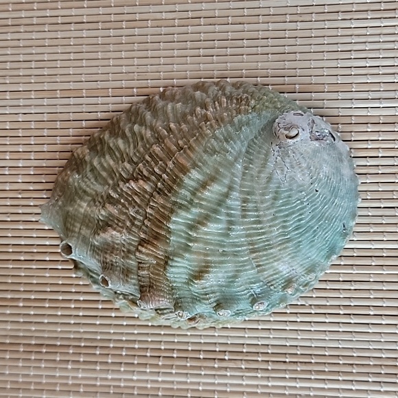 Abalone Shell - Picture 3 of 5